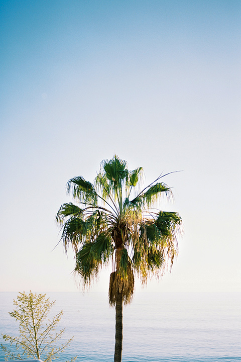 The-Inn-at-Laguna-Beach-palm-tree