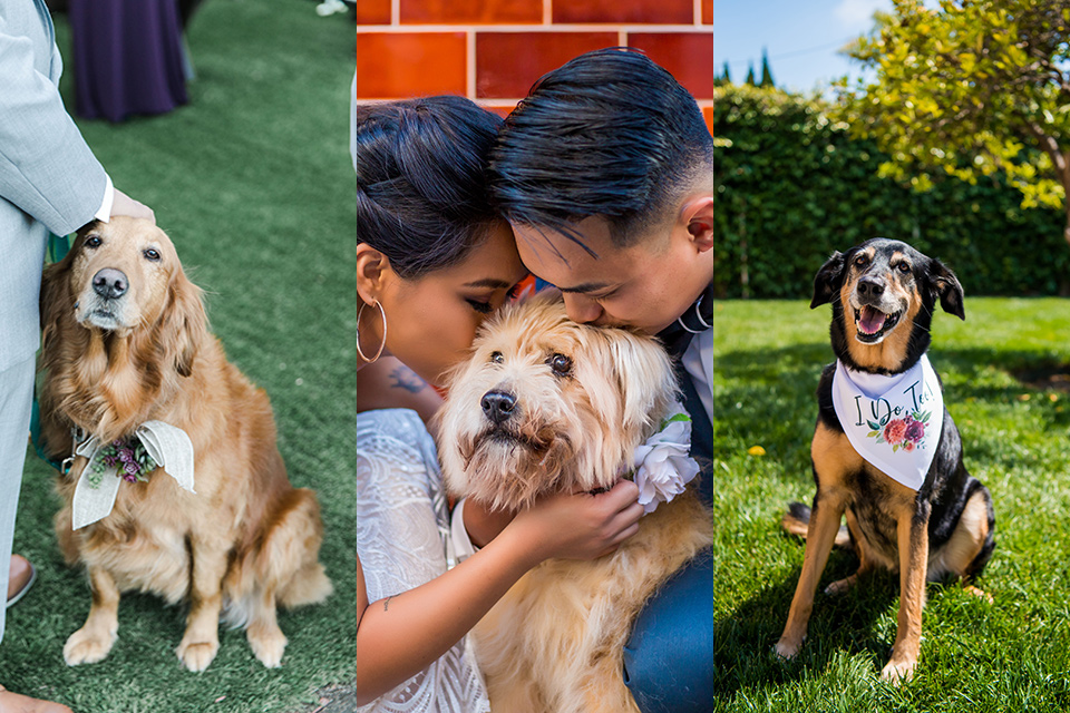 dogs-because-who-does-not-want-to-see-dogs-at-weddings?