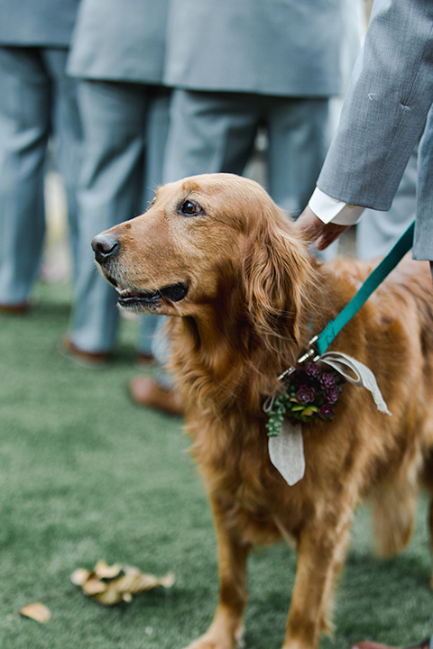 hidden-acres-wedding-doggie