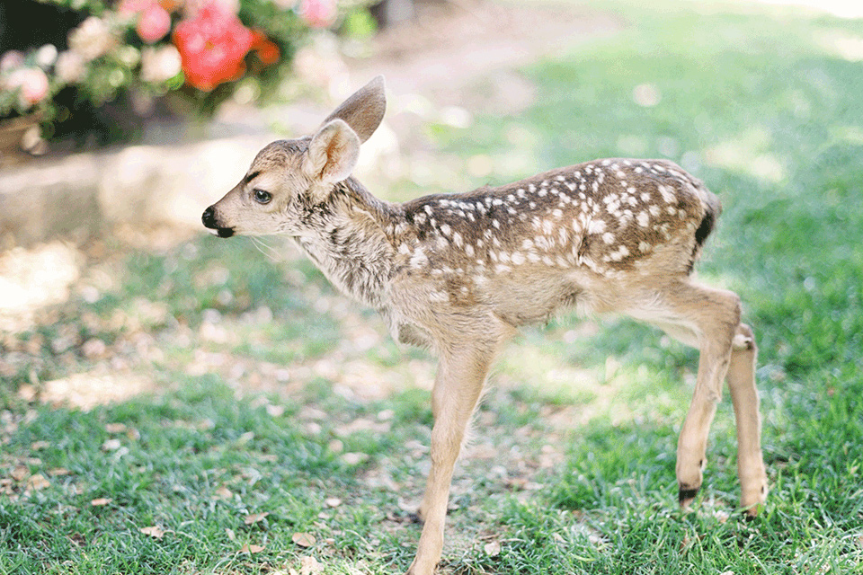 whispering-rose-shoot-deer