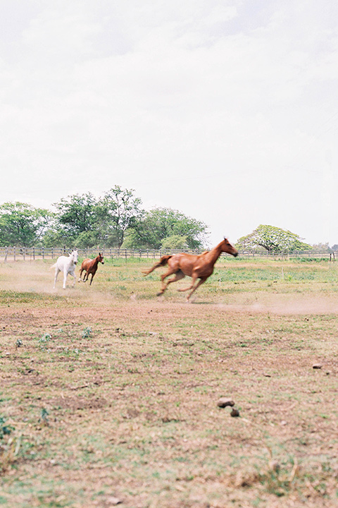  horses on ranch