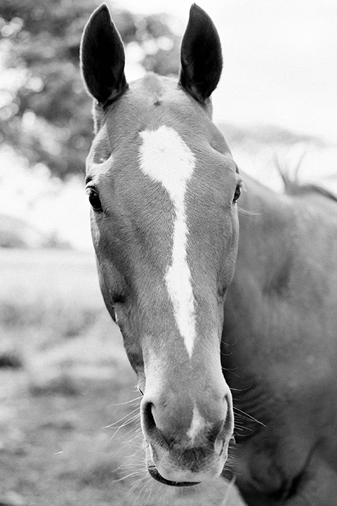  close up on horse at ranch 