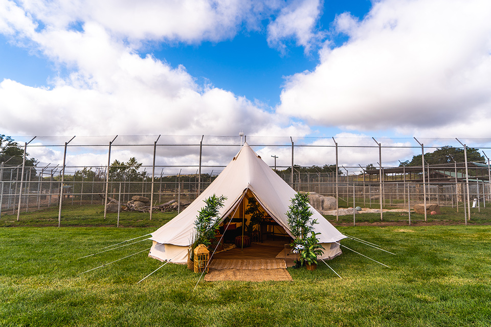  canopy reception style