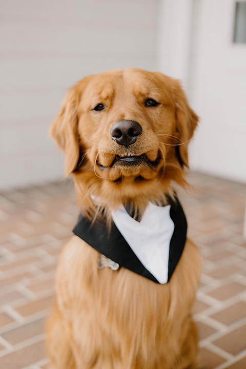  a chic black and white wedding with modern touches with the groom in a white tuxedo and the bride in a white ballgown and the bridesmaids and groomsmen in black dresses/tuxedos – couple with their dog 