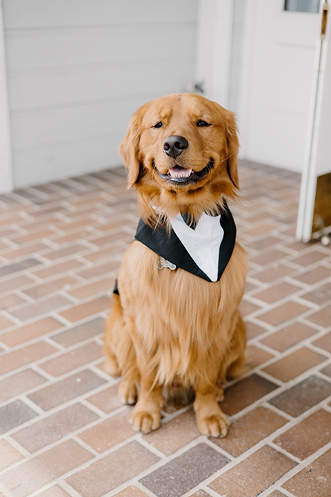  a chic black and white wedding with modern touches with the groom in a white tuxedo and the bride in a white ballgown and the bridesmaids and groomsmen in black dresses/tuxedos – couple with their dog 