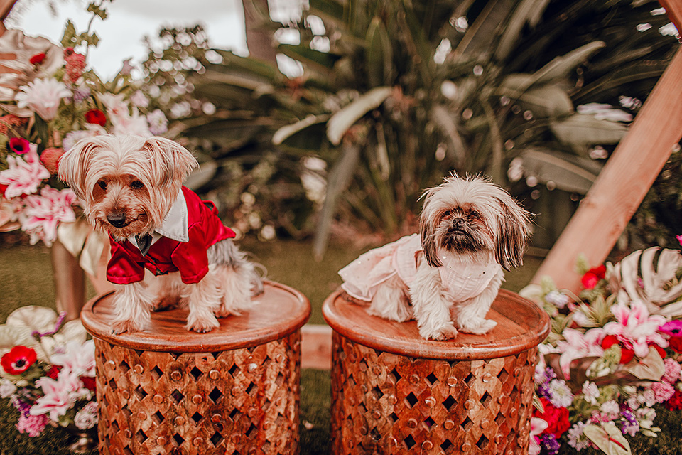  micro airbnb wedding with the bride and groom in suits – dogs