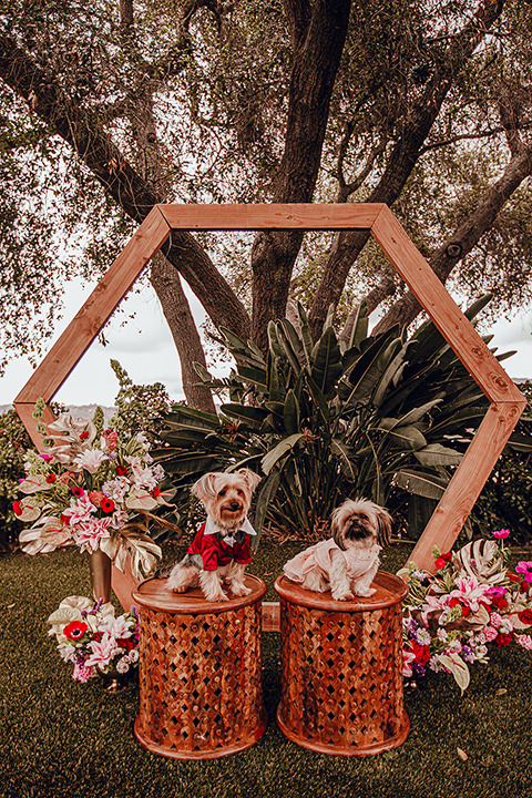  micro airbnb wedding with the bride and groom in suits – dogs