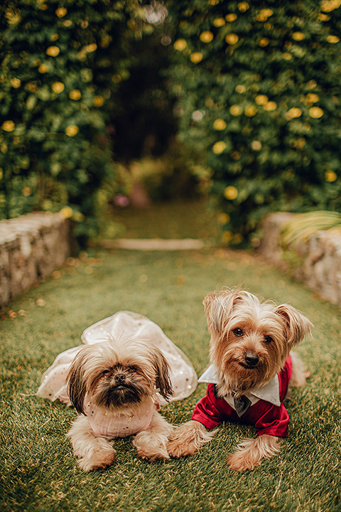  micro airbnb wedding with the bride and groom in suits – dogs 