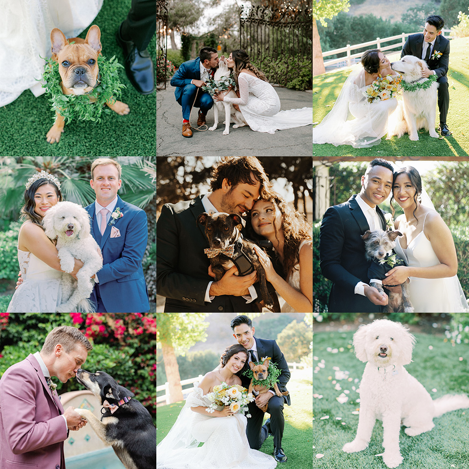  how to incorporate your dog into your wedding – dog at ceremony 