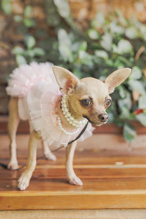  princess inspired wedding with touches of pink and dogs - dogs 