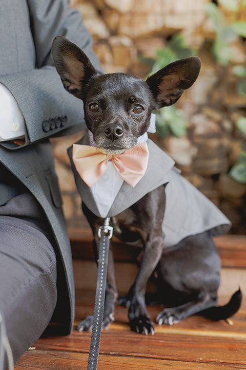  princess inspired wedding with touches of pink and dogs - dogs 