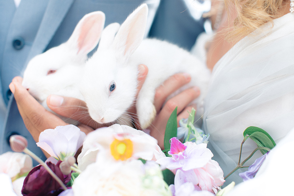  Perfectly Provincial Wedding with baby animals and the bride in a ballgown and the groom in a light blue suit 