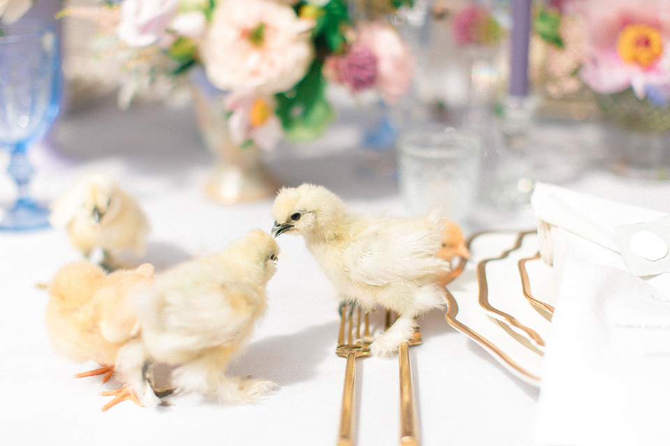  Perfectly Provincial Wedding with baby animals and the bride in a ballgown and the groom in a light blue suit 