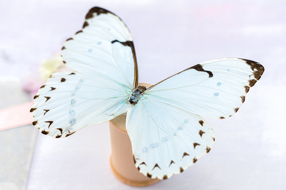  Perfectly Provincial Wedding with baby animals and the bride in a ballgown and the groom in a light blue suit 