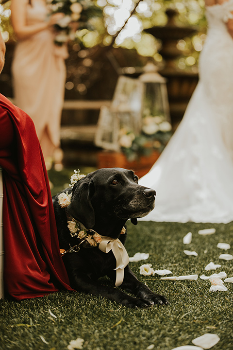  a romantic rustic garden wedding with the groom in a blue suit and floral tie and the bride in a lace gown - dog at ceremony 