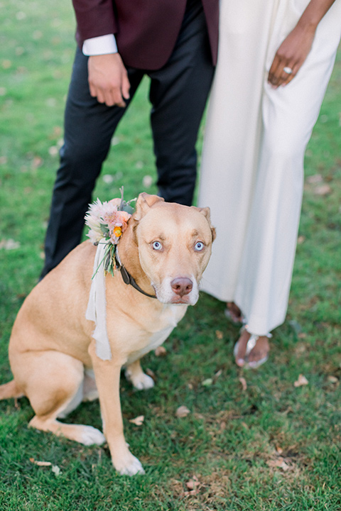  wine country wedding with the bride in a jumpsuit and the groom in a burgundy tux- couple with dog 